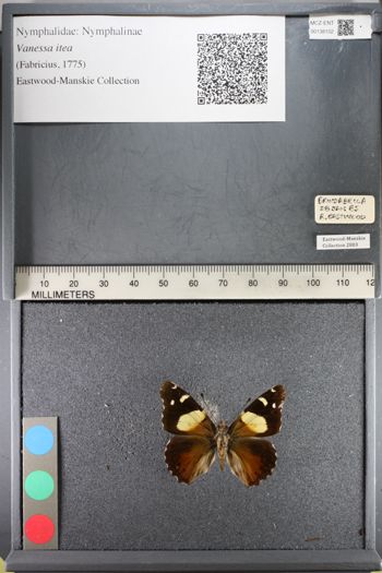 Media type: image;   Entomology 138102